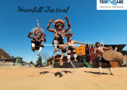 What is the significance of the hornbill bird in Naga culture?