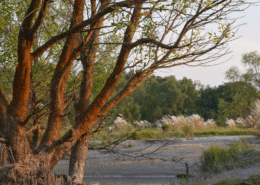 What cultural activities can tourists experience in the Sundarbans?