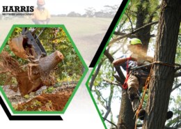 Want Expert Tree Trimming Service in Hammonton?