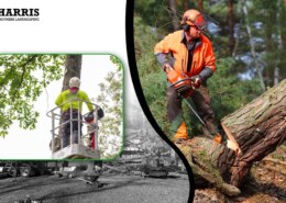 What is a professional tree cutting and removal Atco?