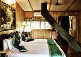 What are Tree House Cottages and why stay there?